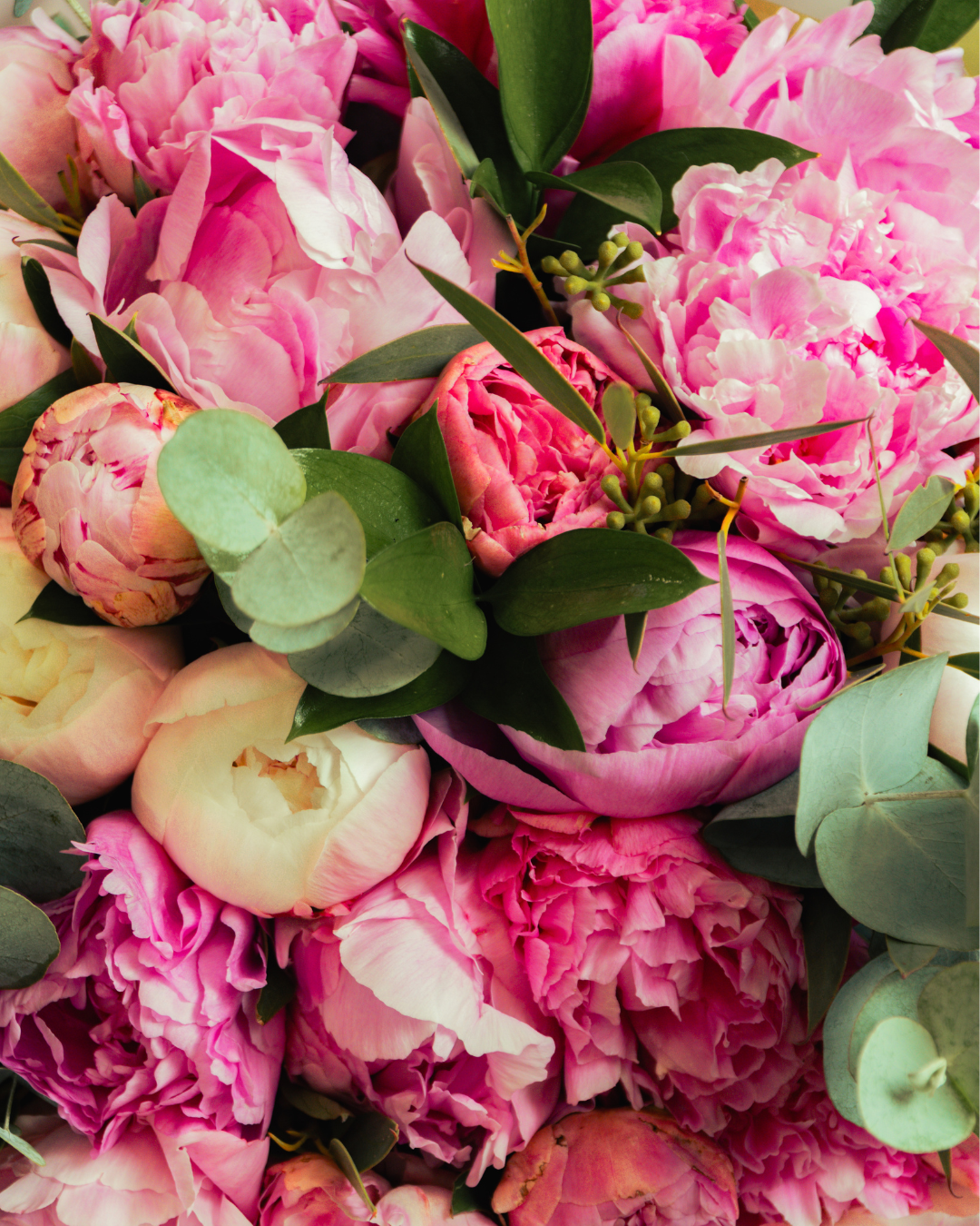 Tropicalia Atelier — Peonia