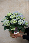 Tropicalia Atelier — Hortensia Celeste