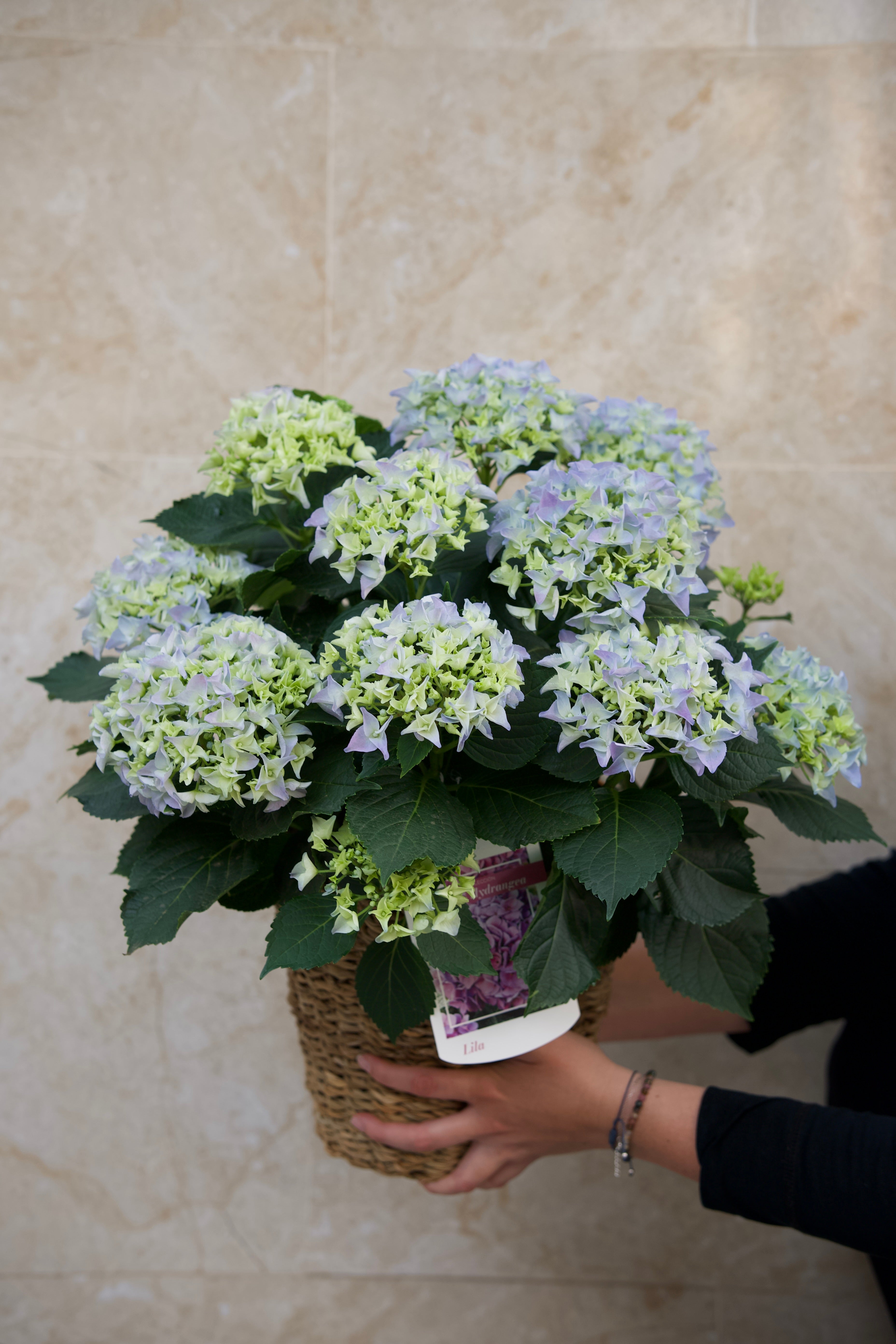 Tropicalia Atelier — Hortensia Celeste