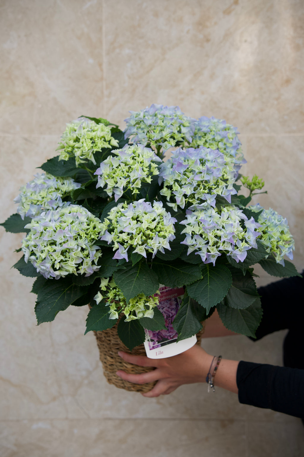 Tropicalia Atelier — Hortensia Celeste