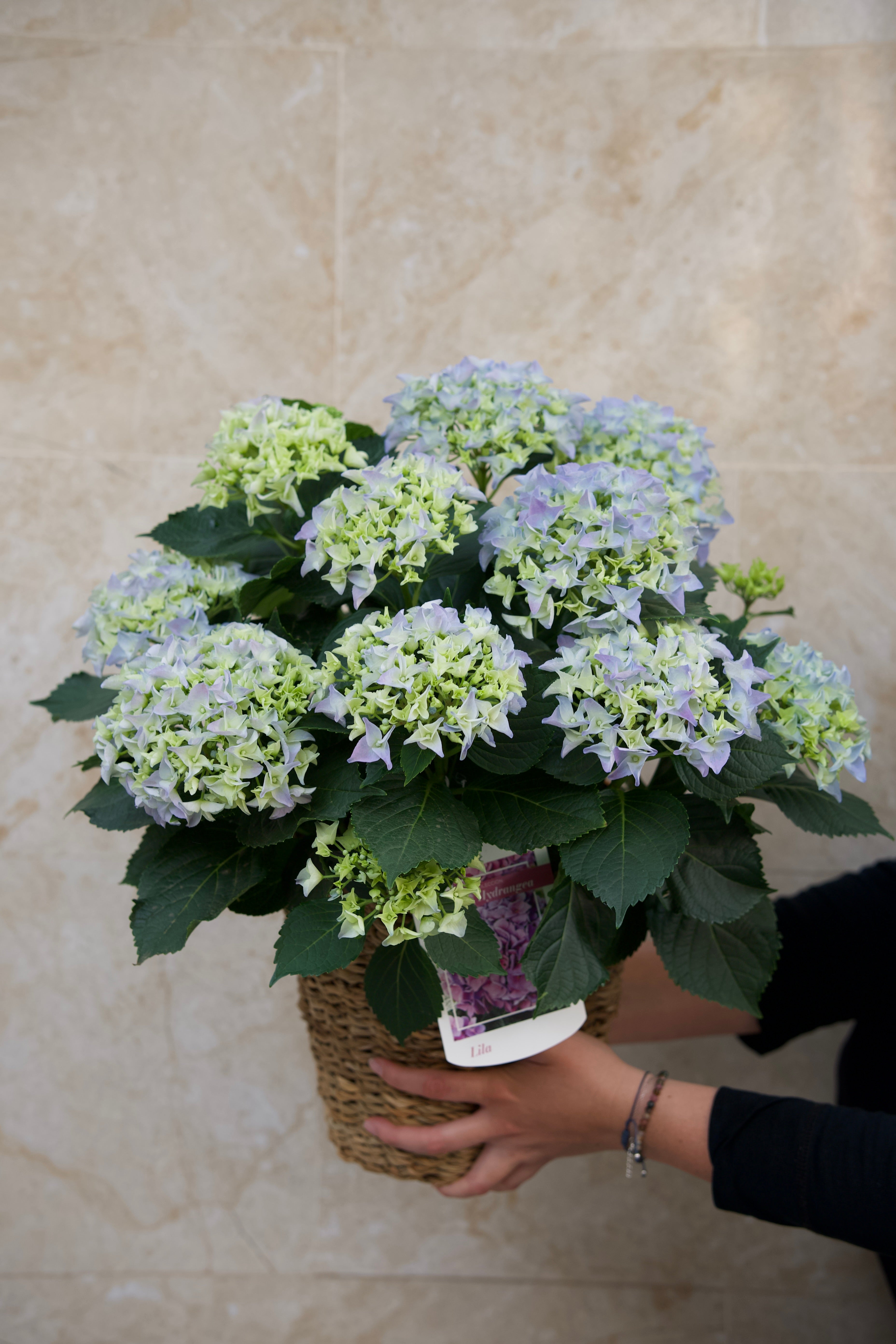 Tropicalia Atelier — Hortensia Celeste