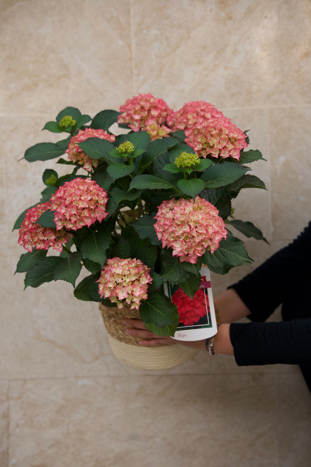 Tropicalia Atelier — Hortensia Rosé