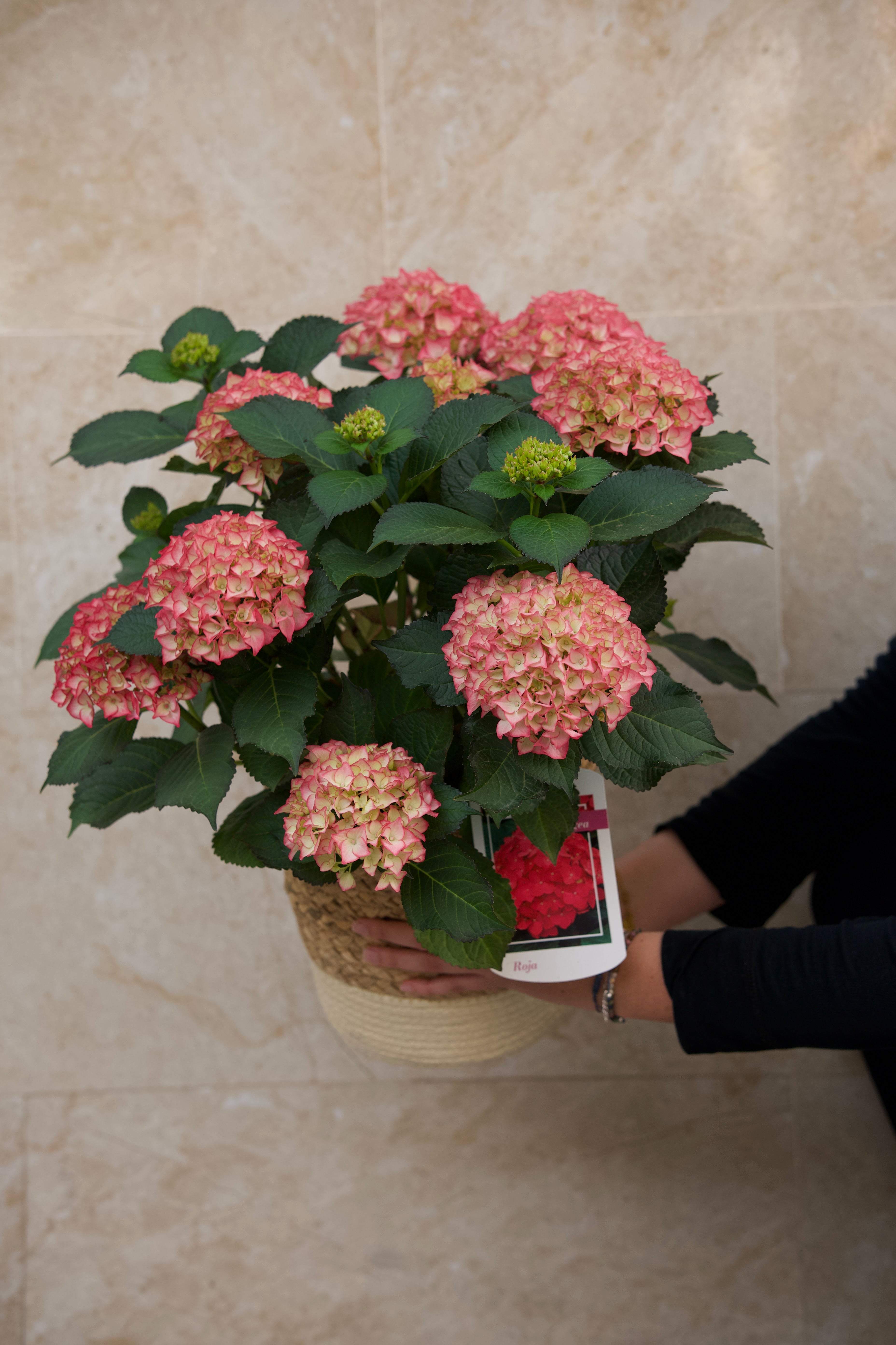 Tropicalia Atelier — Hortensia Rosé