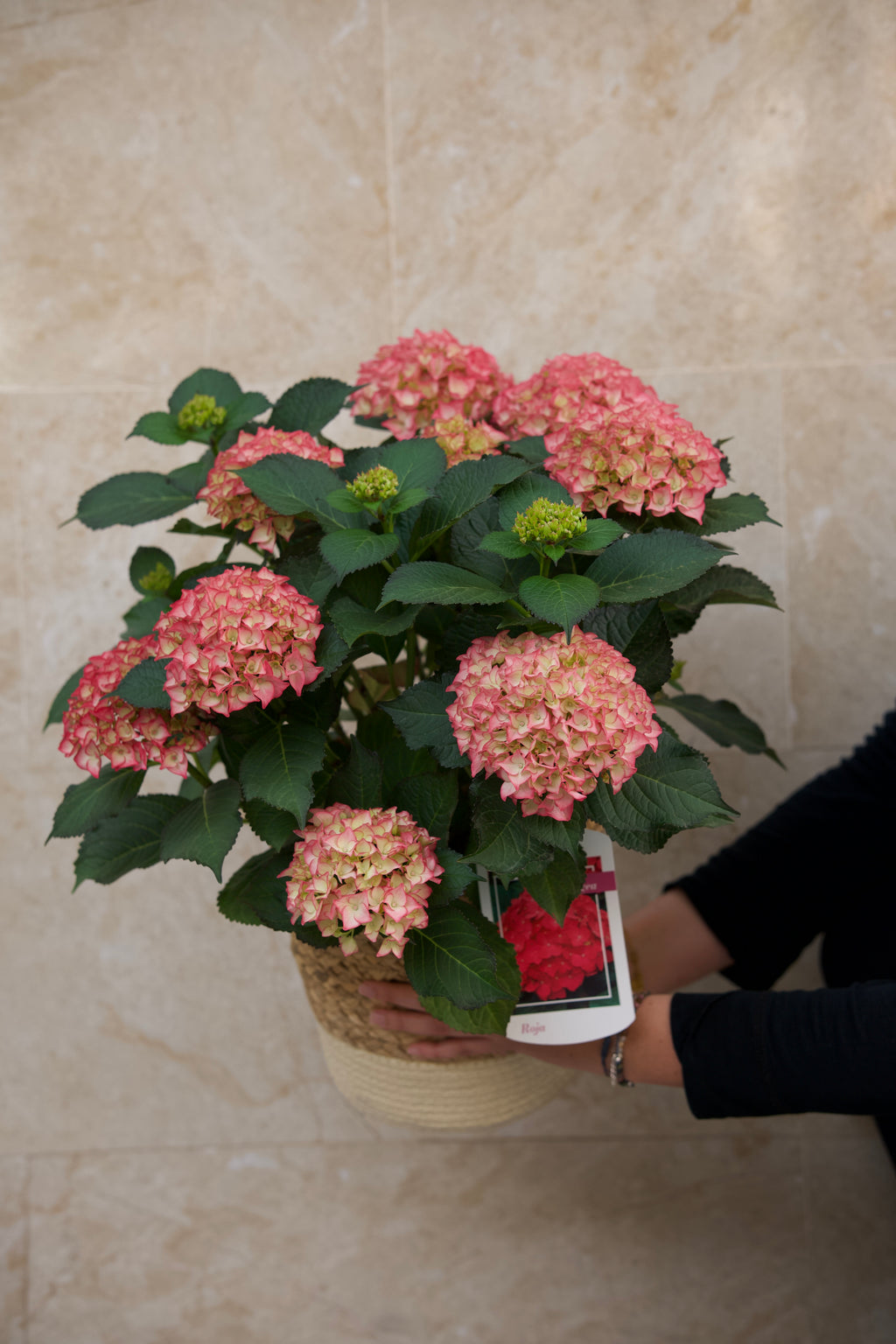 Tropicalia Atelier — Hortensia Rosé