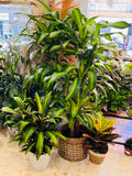 planta 5