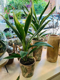 planta 4