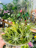 Planta 6