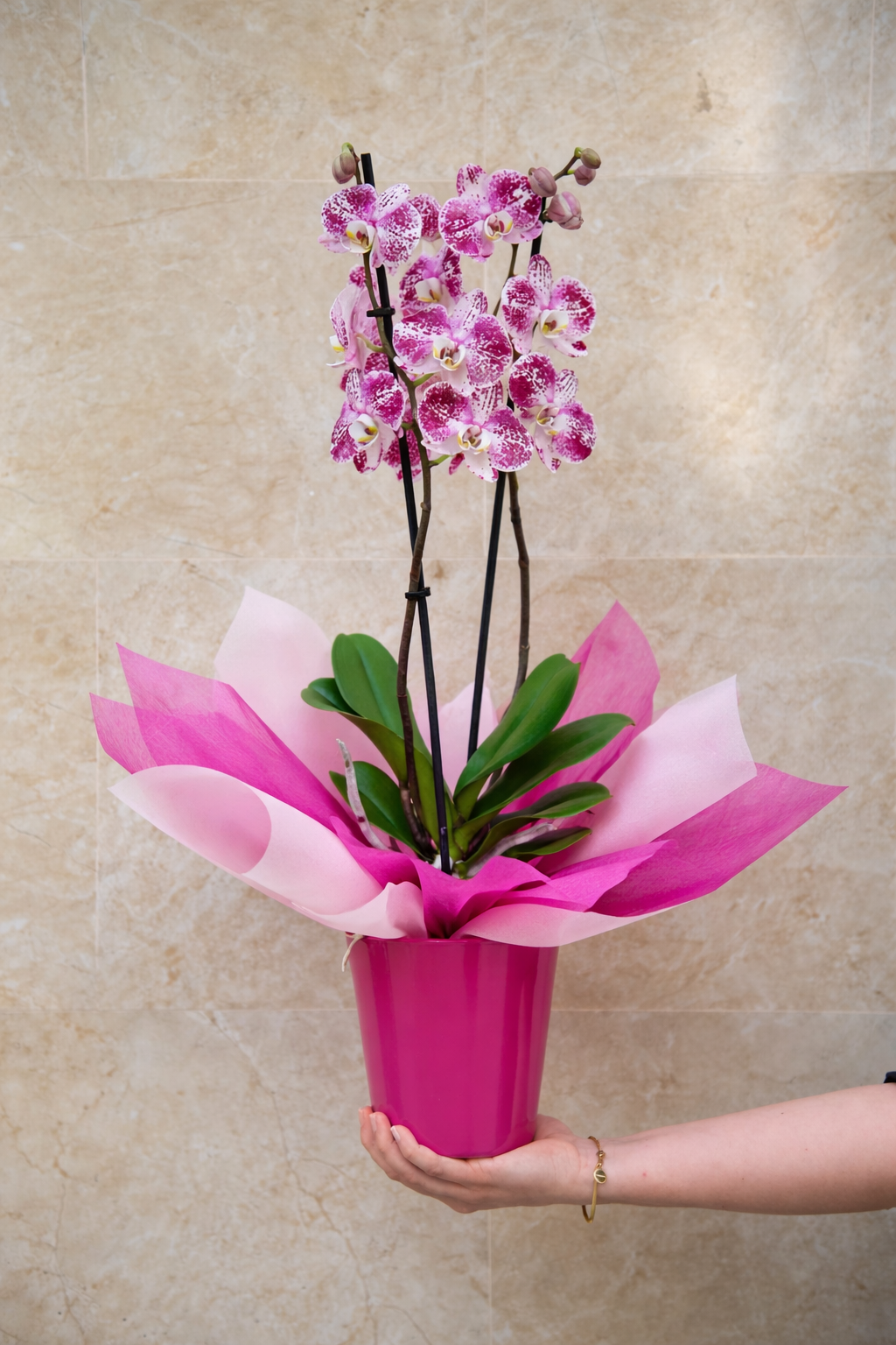 Colección del Día de la Madre — Orquídea Bloom Pink