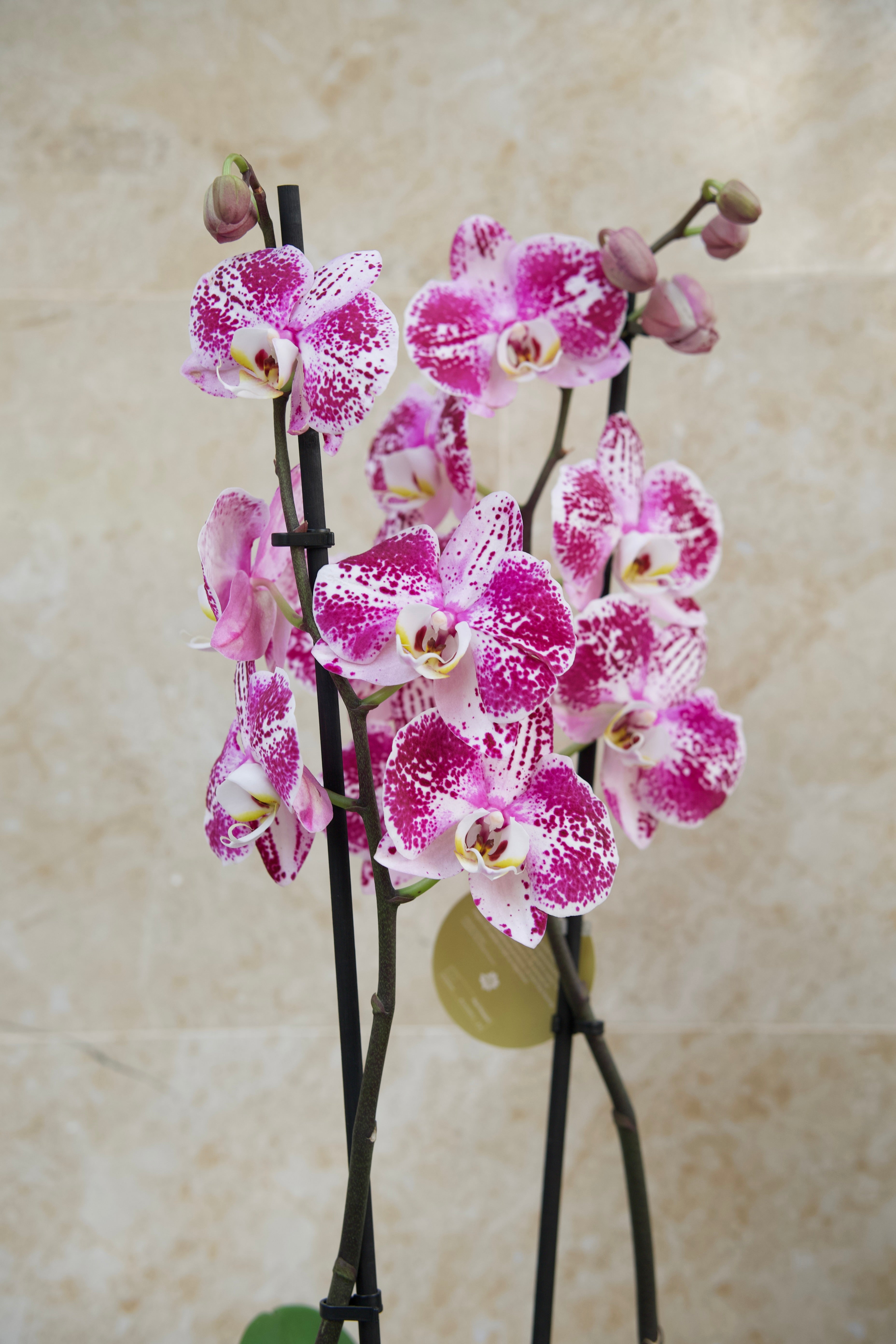 Colección del Día de la Madre — Orquídea Bloom Pink