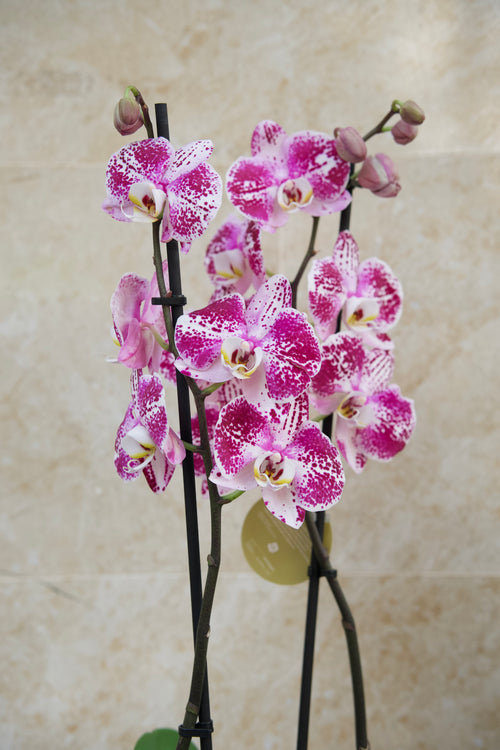 Colección del Día de la Madre — Orquídea Bloom Pink