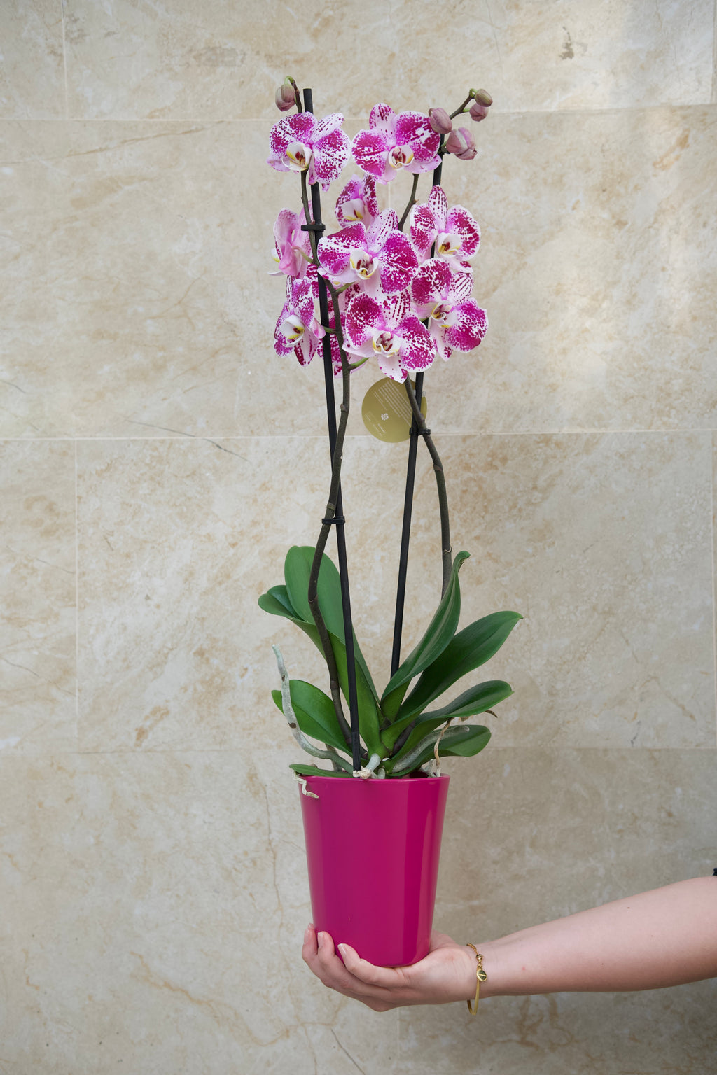Colección del Día de la Madre — Orquídea Bloom Pink