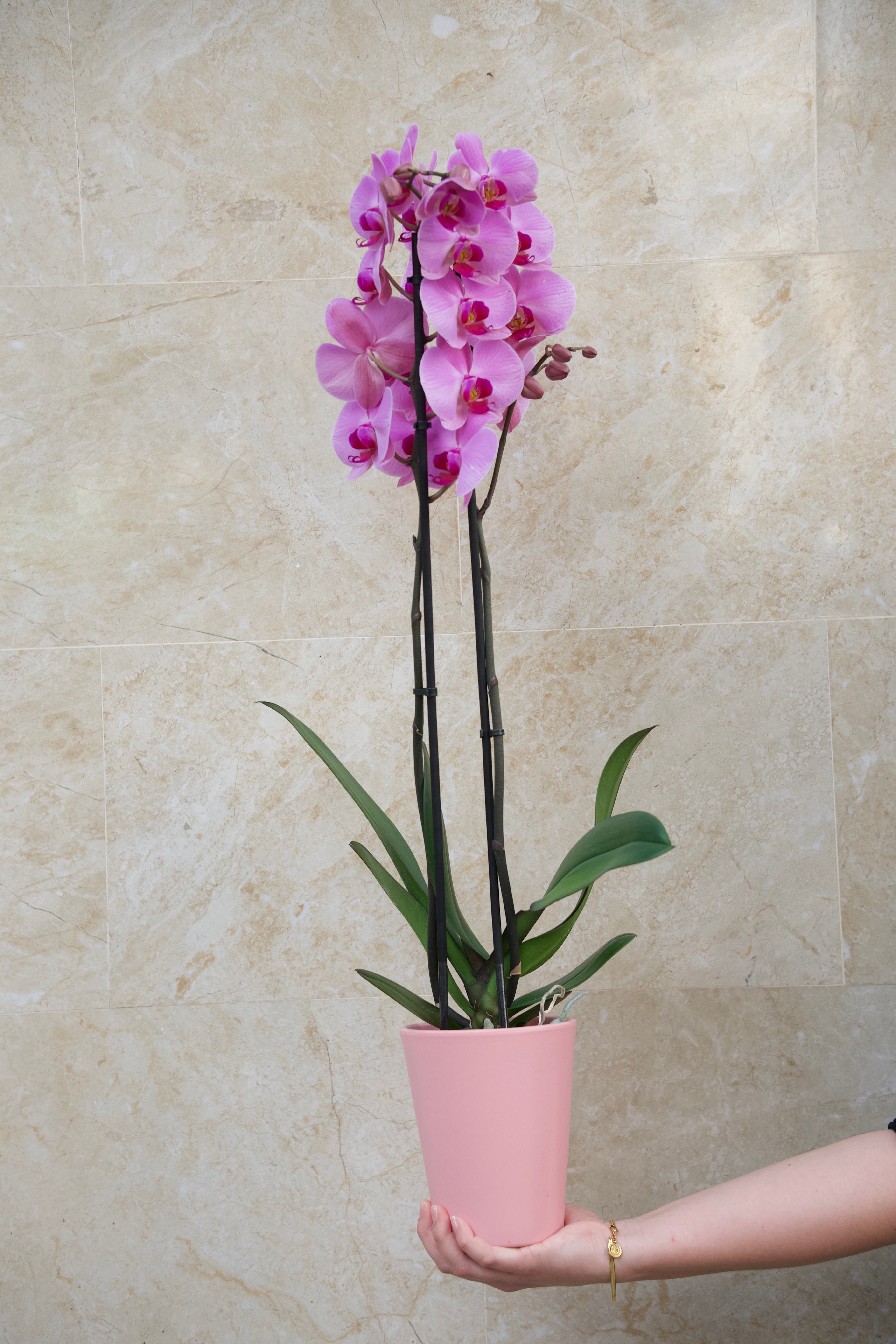 Colección del Día de la Madre — Orquídea Rosé