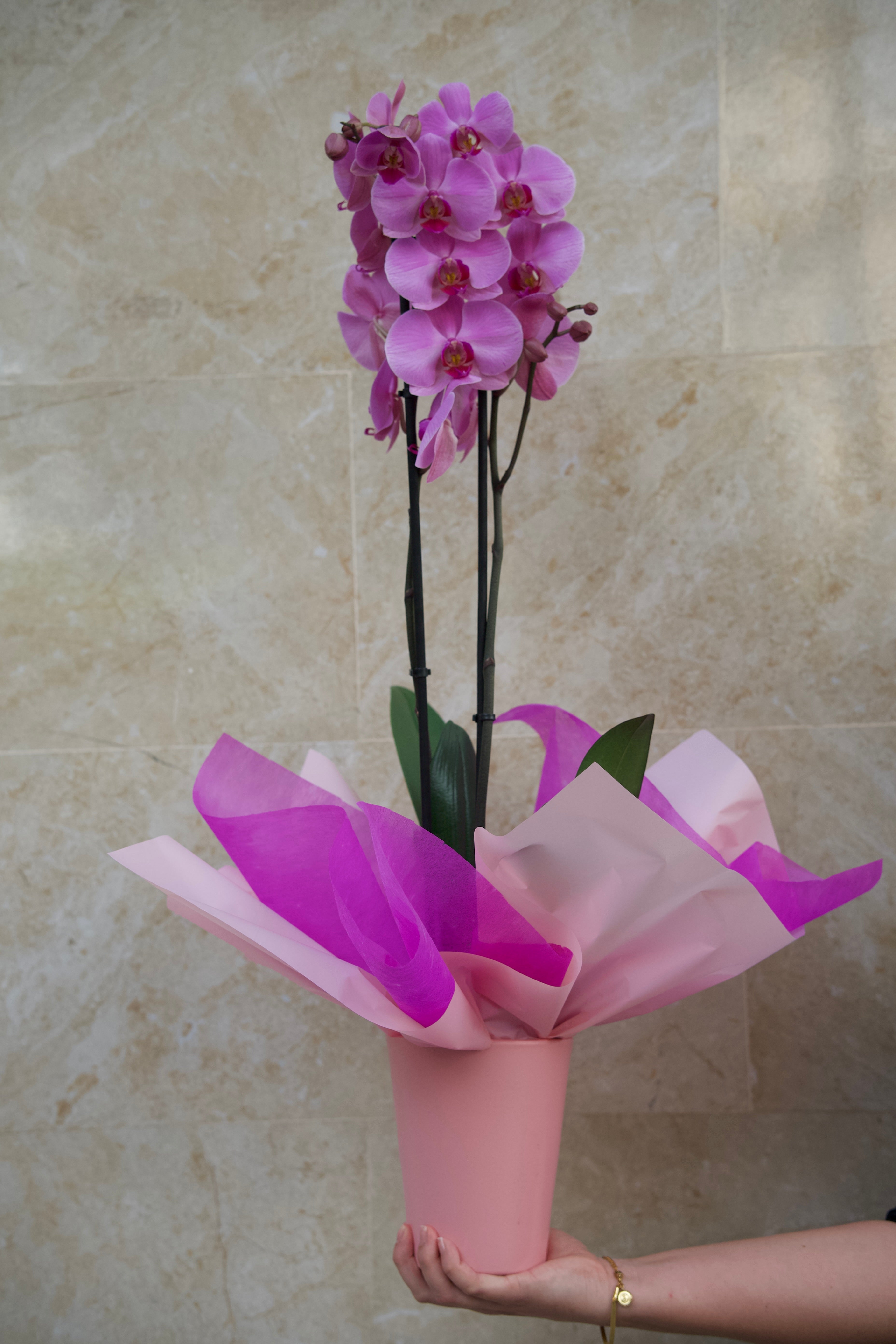 Colección del Día de la Madre — Orquídea Rosé