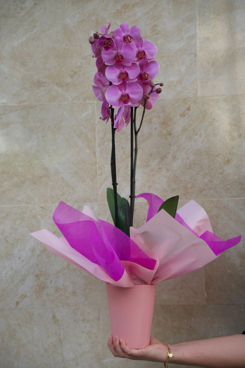 Colección del Día de la Madre — Orquídea Rosé