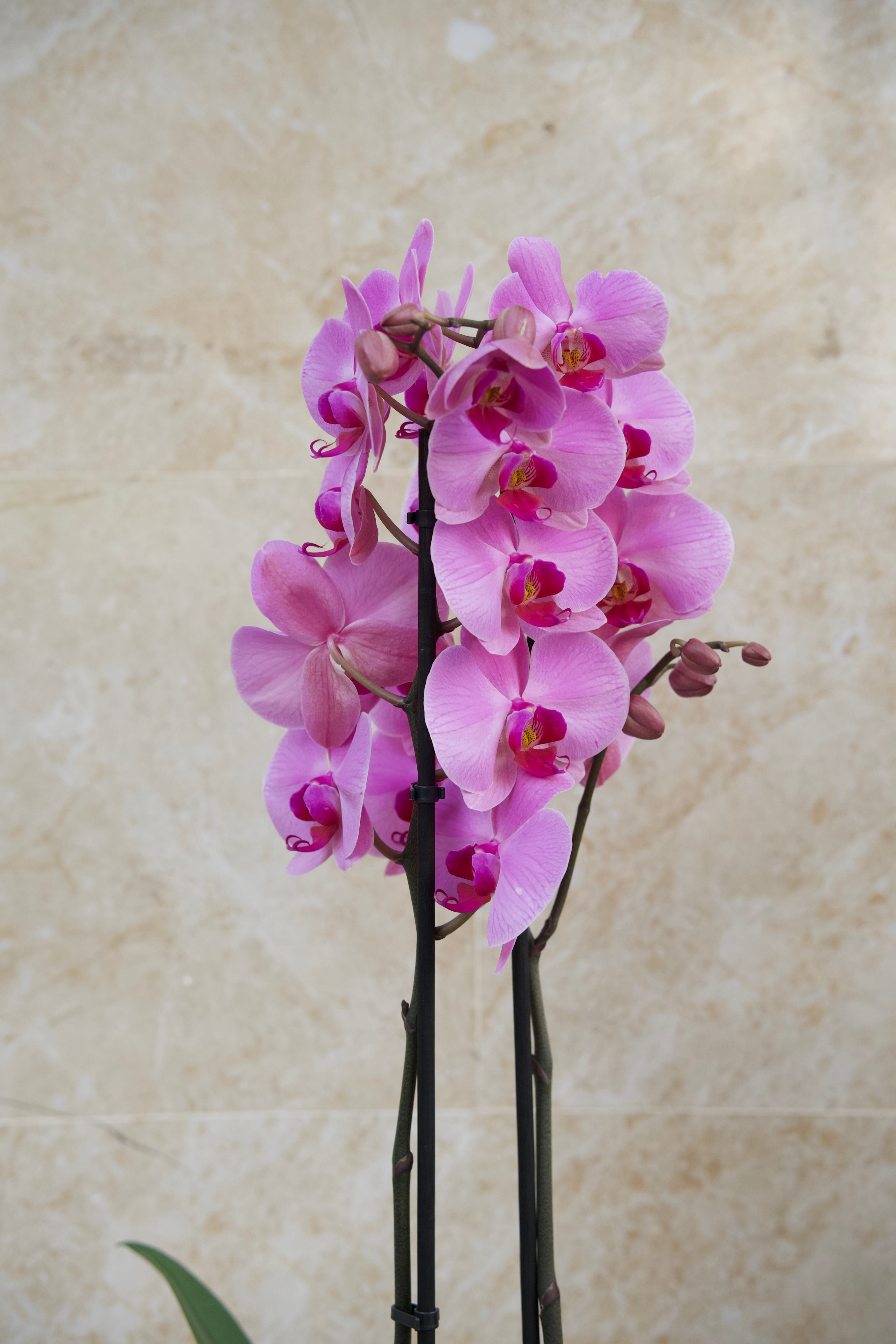 Colección del Día de la Madre — Orquídea Rosé