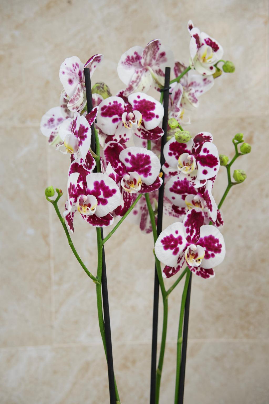 Colección del Día de la Madre — Orquídea Velvet