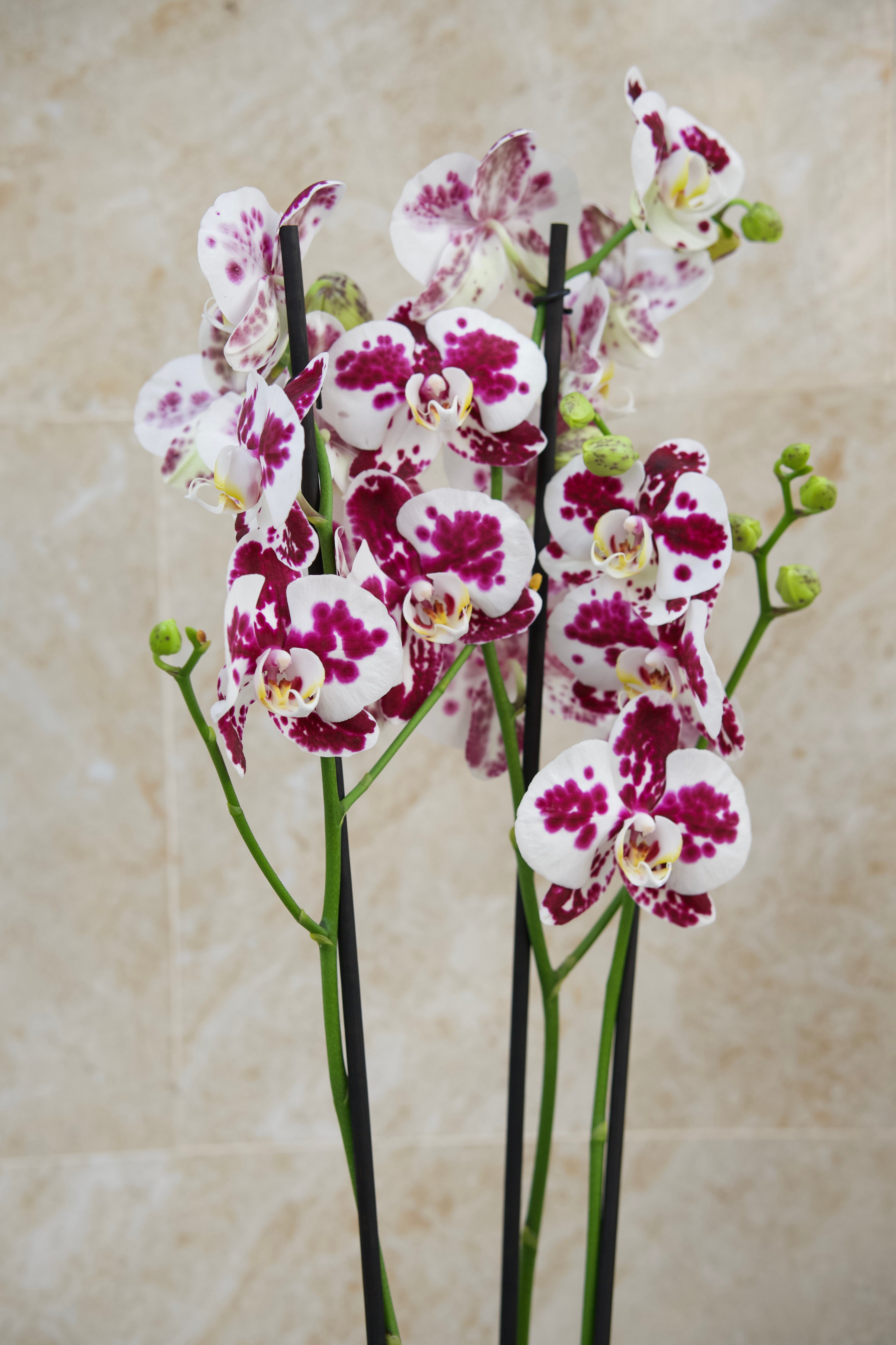 Colección del Día de la Madre — Orquídea Velvet