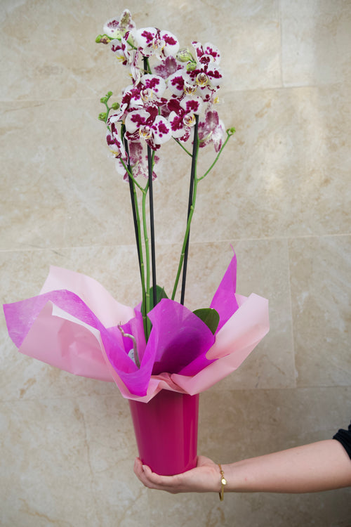 Colección del Día de la Madre — Orquídea Velvet