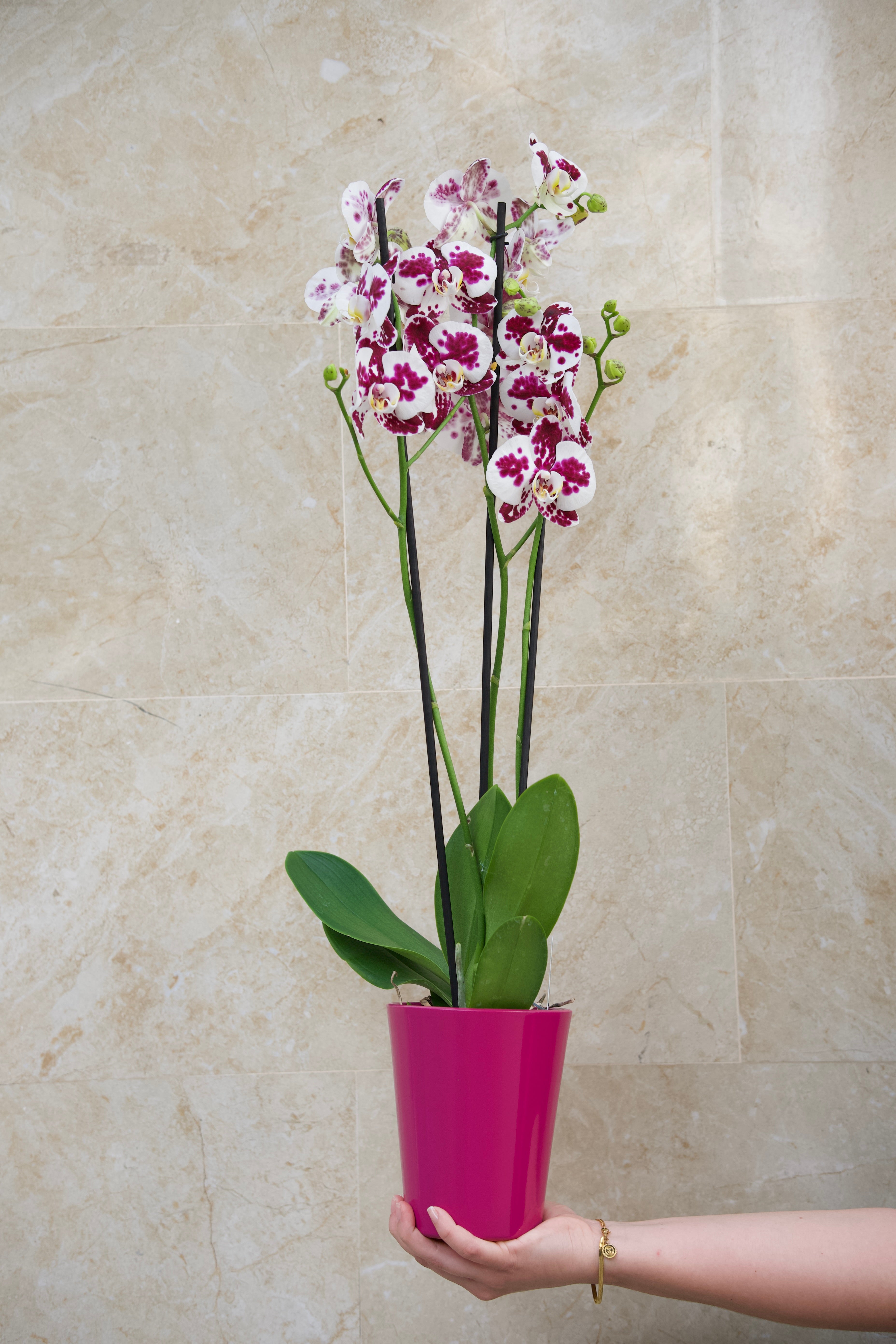 Colección del Día de la Madre — Orquídea Velvet