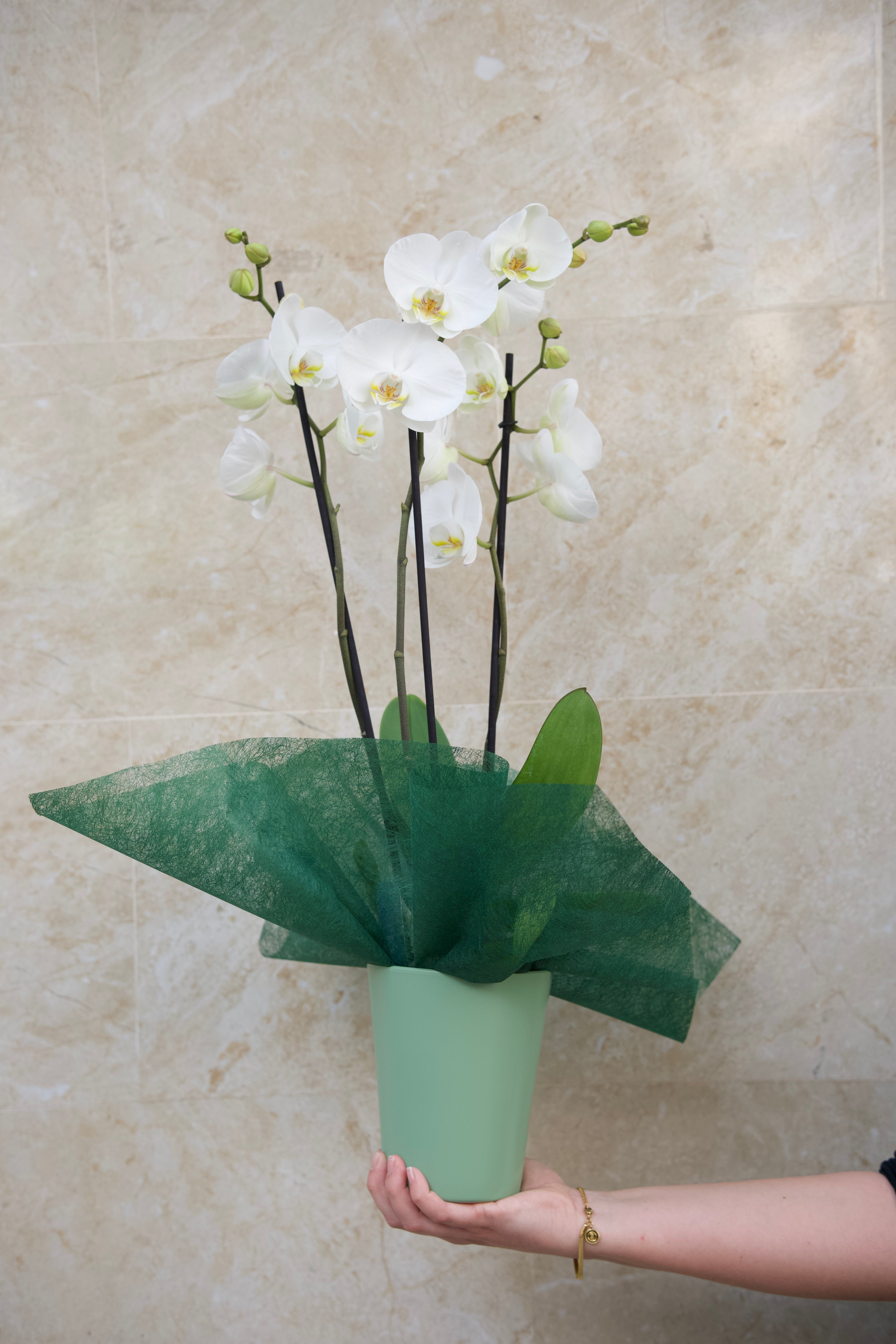 Colección del Día de la Madre — Orquídea White