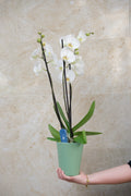 Orquídea White