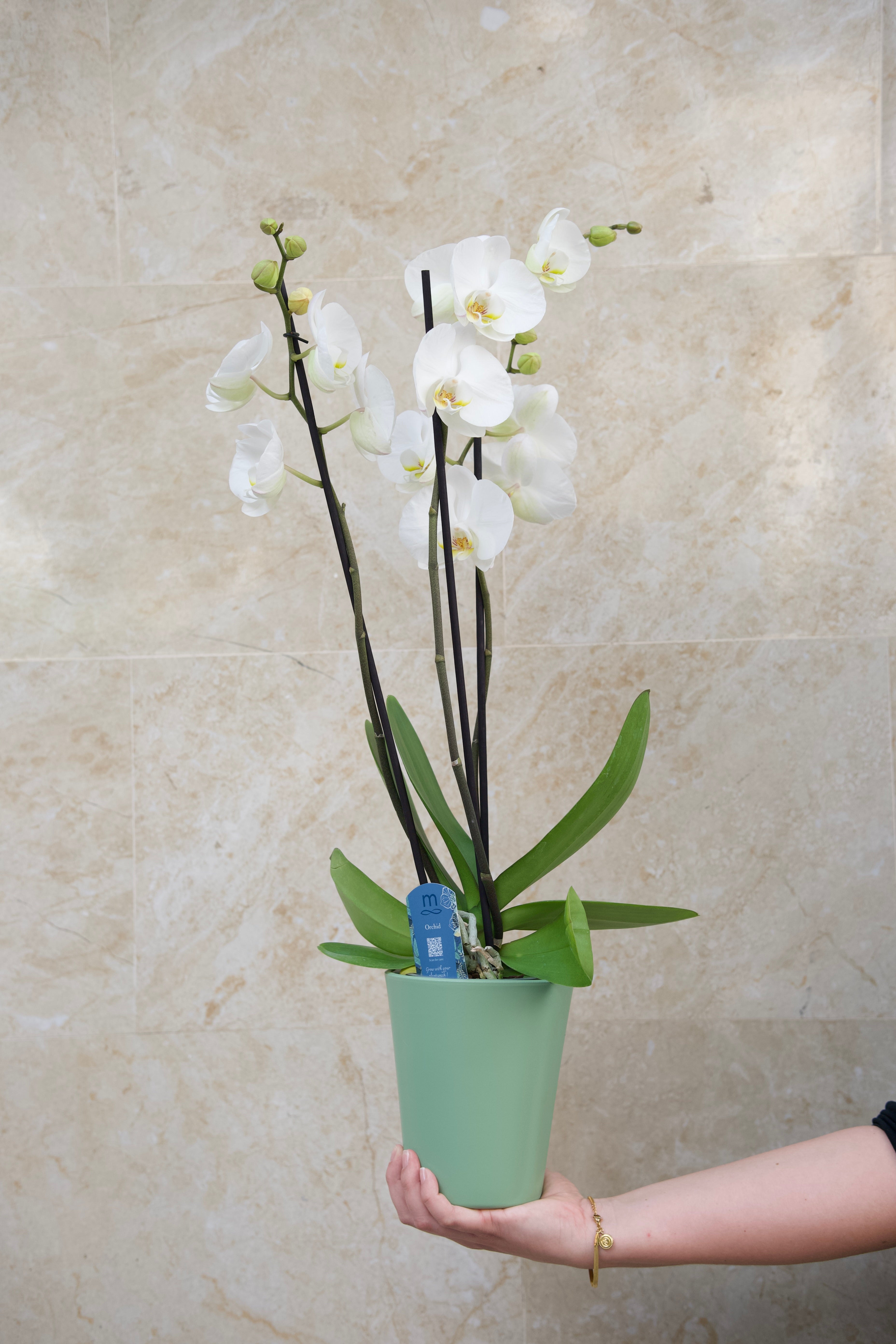 Colección del Día de la Madre — Orquídea White