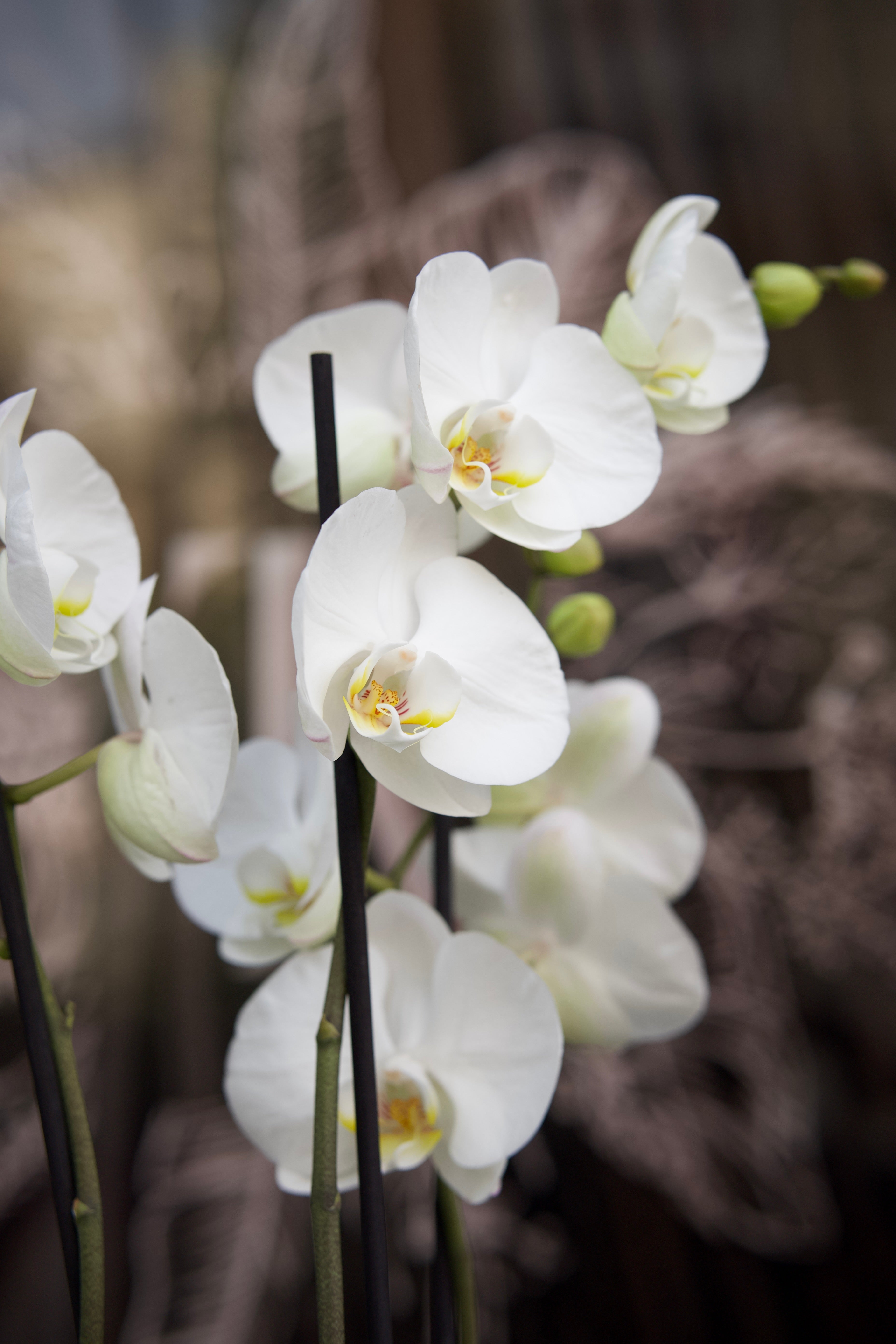 Colección del Día de la Madre — Orquídea White
