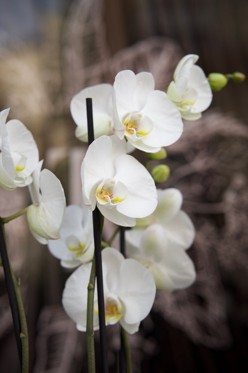 Orquídea White